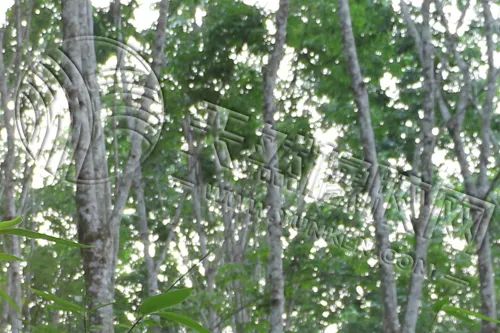 橡胶市场预期大“转弯”,分歧“愈演愈烈”?