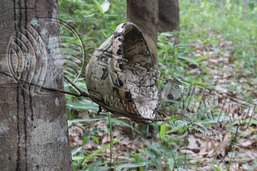 橡胶市场预期大“转弯”,分歧“愈演愈烈”?