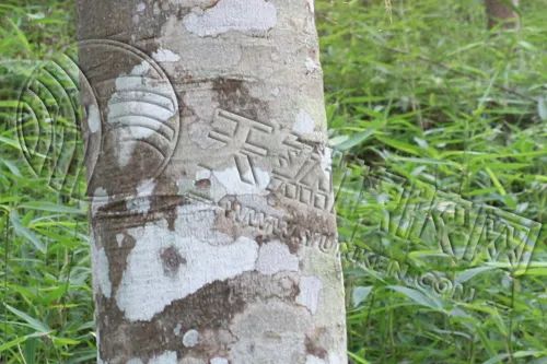 橡胶市场预期大“转弯”,分歧“愈演愈烈”?