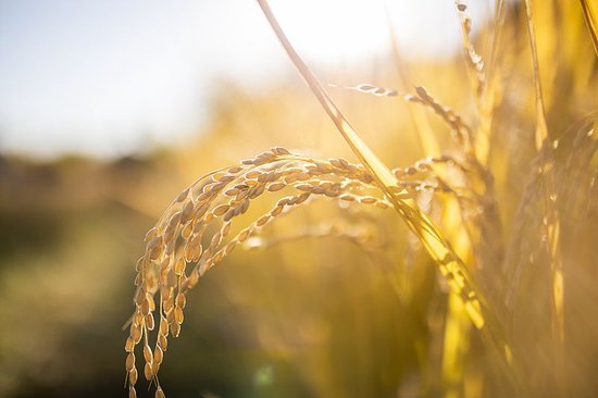 首提“农业新质生产力” 一号文件释放了哪些新信号?