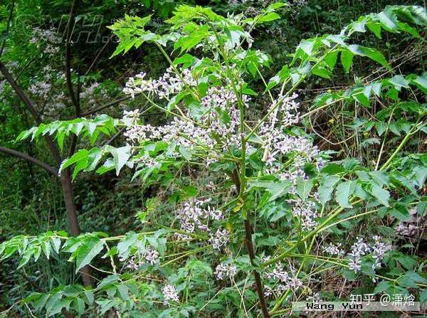大学毕业后可以种什么东西(大学毕业后可以种什么东西呢) 大学毕业后可以种什么东西(大学毕业后可以种什么东西呢)