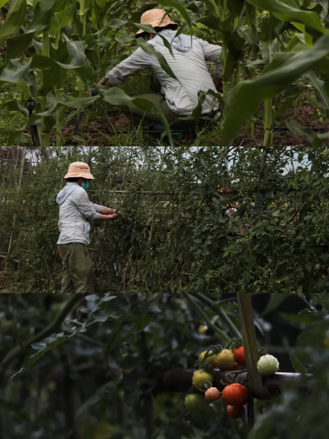 大学毕业后回乡做银匠(大学毕业后回乡做银匠怎么样) 大学毕业后回乡做银匠(大学毕业后回乡做银匠怎么样)