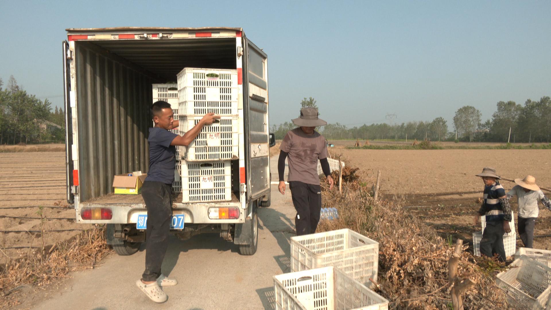 大学毕业后种菜视频真实(大学生回家种菜修仙小说全文阅读)