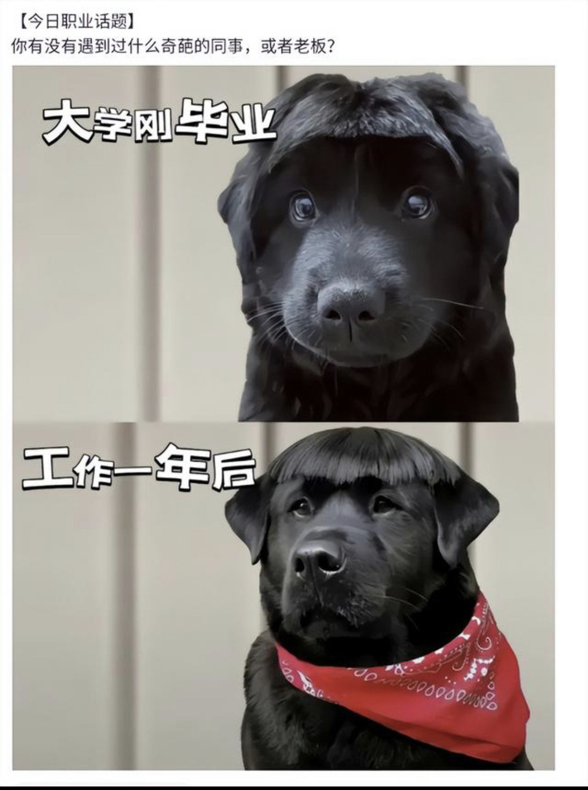 大学毕业后遇到的奇葩工作(大学毕业后遇到的奇葩工作有哪些)