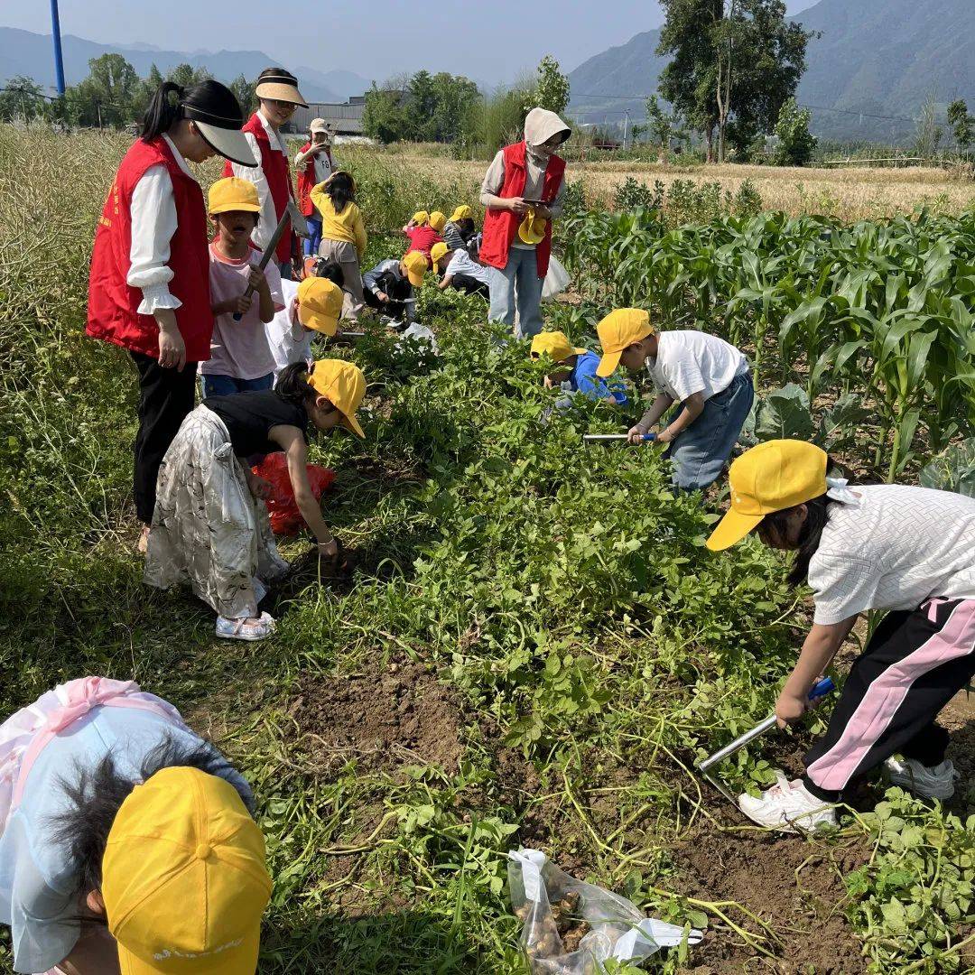 大学毕业后种土豆(种过土豆的地 适合种什么) 大学毕业后种土豆(种过土豆的地 适合种什么)
