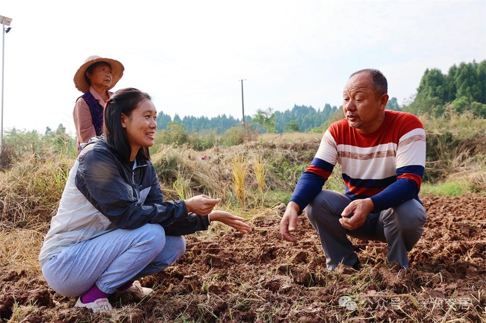 大学毕业后回农村干什么(大学生毕业后回农村)