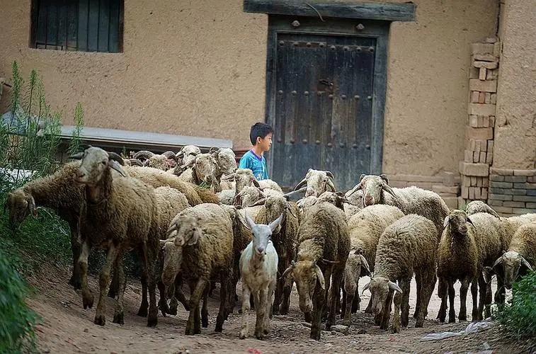 大学毕业后回来牧区放羊(大学生毕业后回当地的多吗) 大学毕业后回来牧区放羊(大学生毕业后回当地的多吗)
