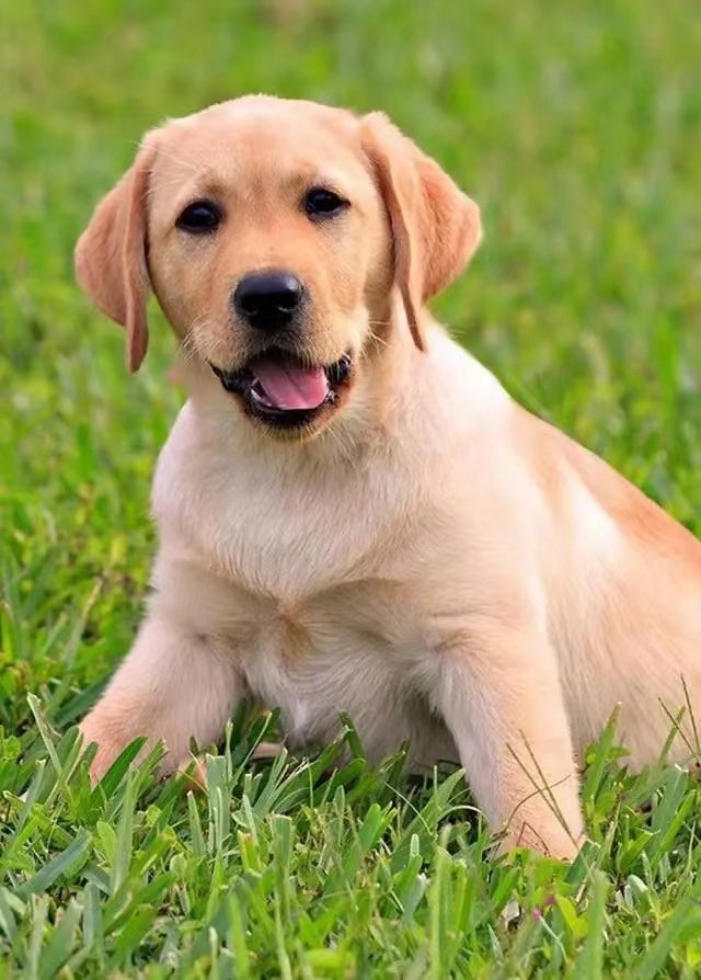 毕业后养什么狗(刚毕业养猫还是养狗) 毕业后养什么狗(刚毕业养猫还是养狗)