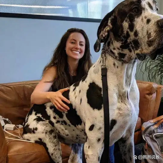 毕业后养什么狗(刚毕业养猫还是养狗) 毕业后养什么狗(刚毕业养猫还是养狗)