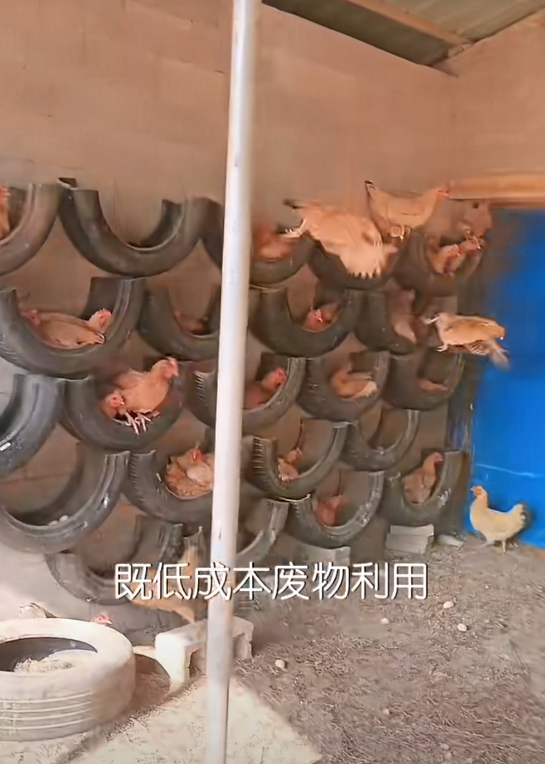 大学毕业后回家养鸡好吗(大学毕业后回家养猪)