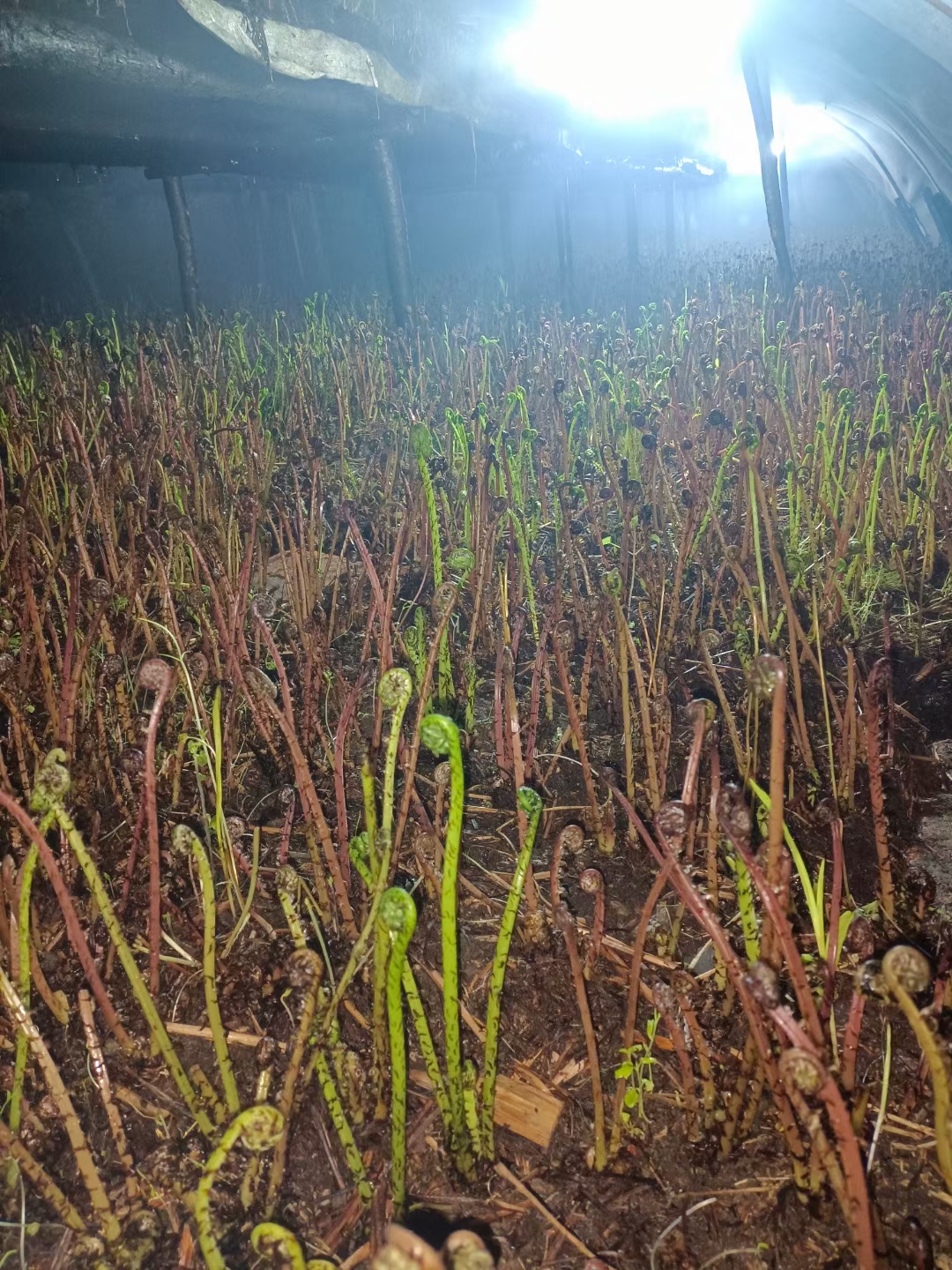 大学毕业后种野菜吗(大学毕业后种野菜吗好吗)