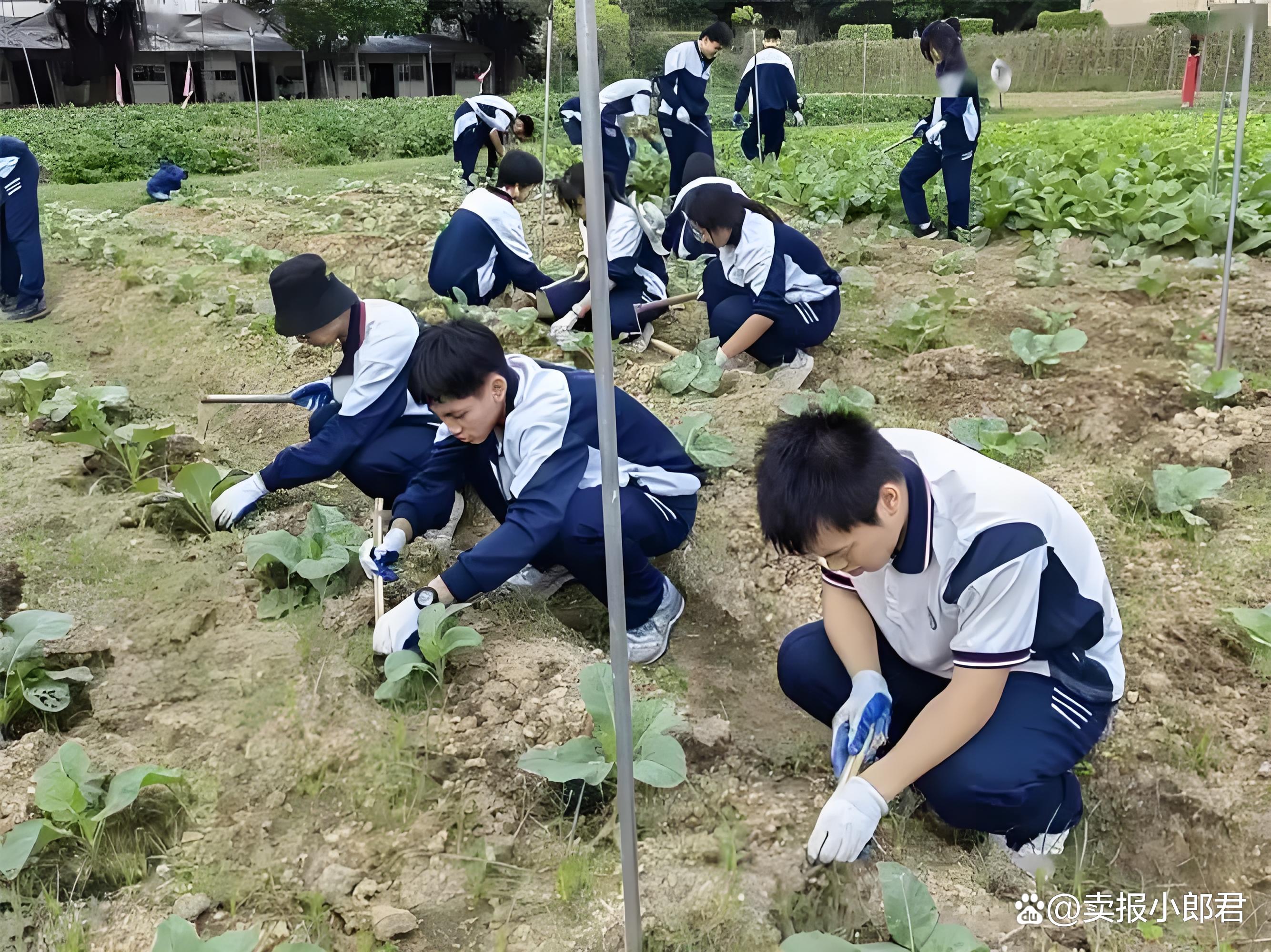 大学毕业后农村种地(大学毕业生到农村) 大学毕业后农村种地(大学毕业生到农村)